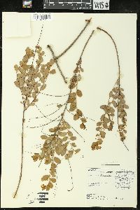 Andrachne phyllanthoides image