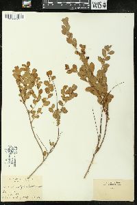 Andrachne phyllanthoides image