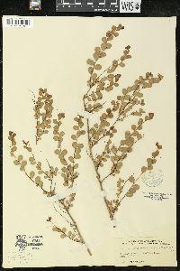 Andrachne phyllanthoides image