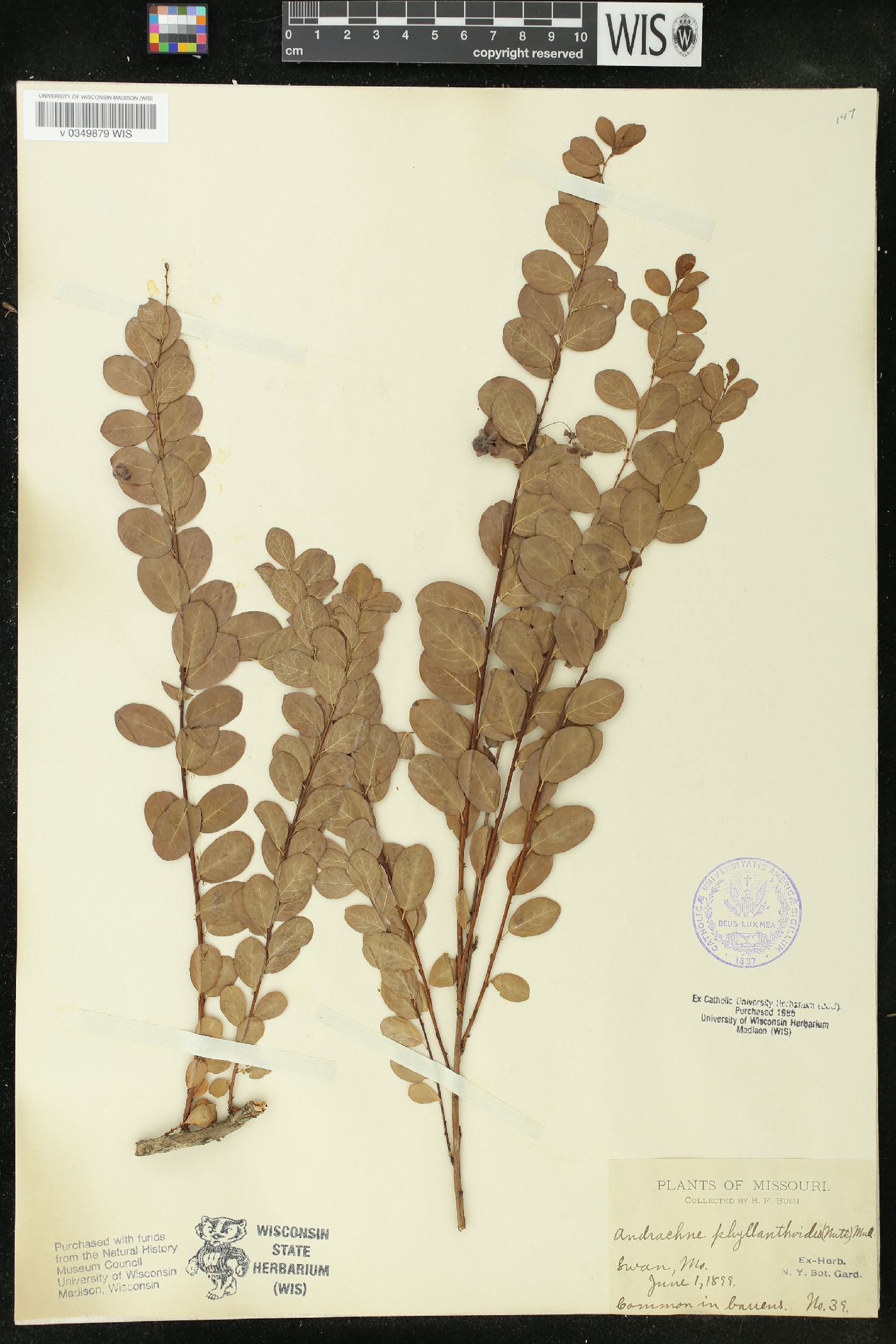 Andrachne phyllanthoides image