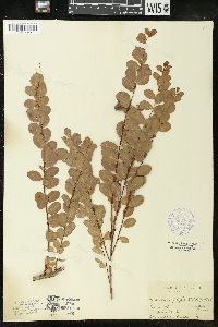 Andrachne phyllanthoides image