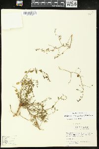Image of Andrachne ciliato-glandulosa