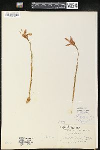 Arethusa bulbosa image