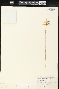 Arethusa bulbosa image