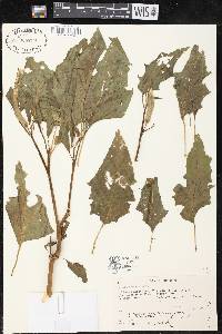 Datura stramonium image