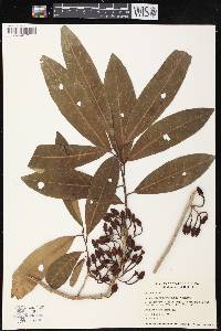 Machilus odoratissimus image