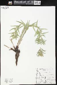Lithospermum ruderale image