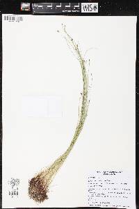 Eleocharis erythropoda image