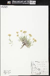 Eriophyllum lanatum image