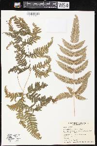 Pteris aspericaulis image