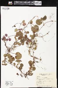 Rubus calycinus image