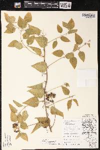 Smilax lasioneura image