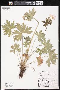 Geranium viscosissimum image