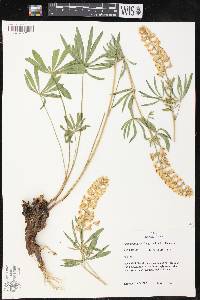 Lupinus arbustus image