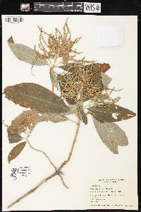 Colebrookea oppositifolia image