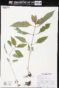 Bidens connata image