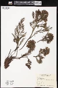 Corydalis meifolia image