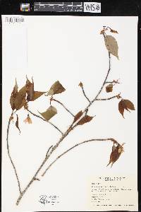 Prunus cerasoides image