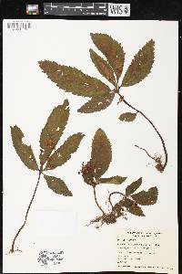 Didymocarpus oblongus image