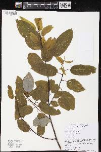 Salix pyrifolia image