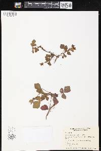 Rubus nepalensis image