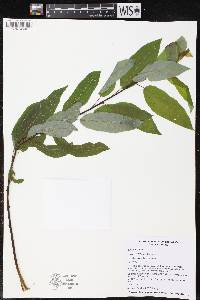 Salix pyrifolia image