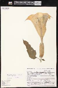 Brugmansia suaveolens image