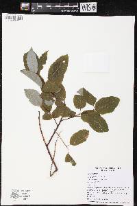 Salix pyrifolia image