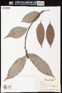 Quercus glauca image