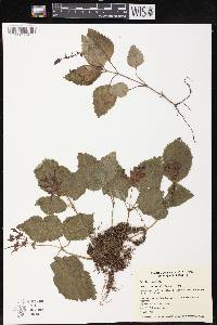 Didymocarpus primulifolius image