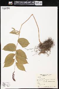Maianthemum purpureum image