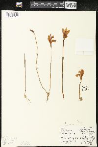 Arethusa bulbosa image