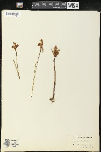 Arethusa bulbosa image