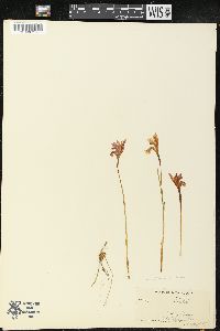 Arethusa bulbosa image