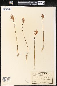 Arethusa bulbosa image