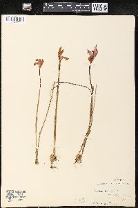 Arethusa bulbosa image