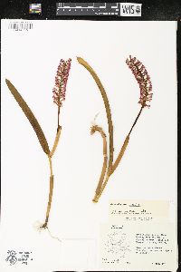 Image of Arpophyllum spicatum
