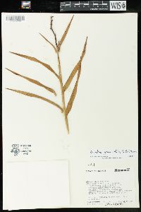 Arundina graminifolia image