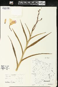 Arundina bambusifolia image