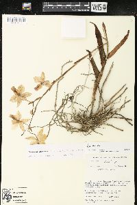 Barkeria uniflora image