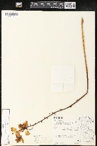 Bletia catenulata image