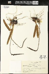 Image of Bulbophyllum aristatum
