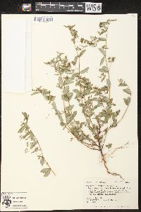 Chamaesyce hyssopifolia image