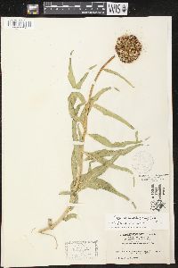 Asclepias asperula image