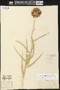 Asclepias asperula image