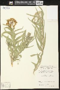 Asclepias asperula image