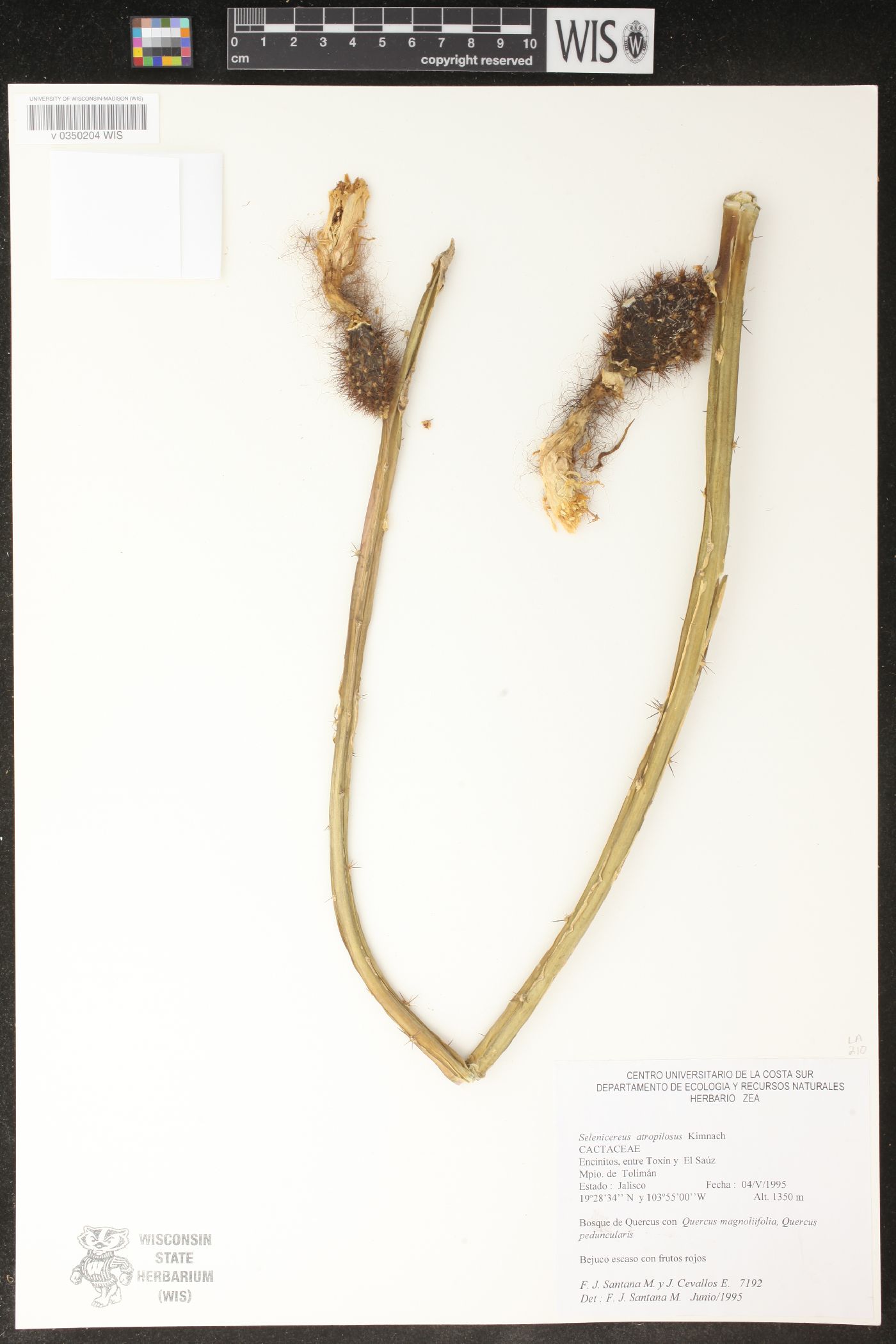 Selenicereus atropilosus image