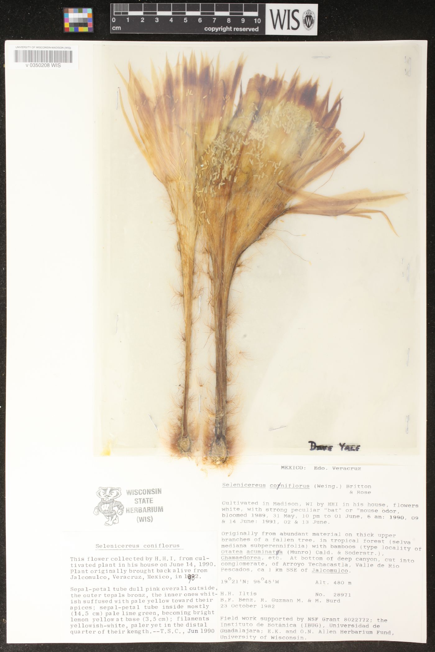 Selenicereus coniflorus image