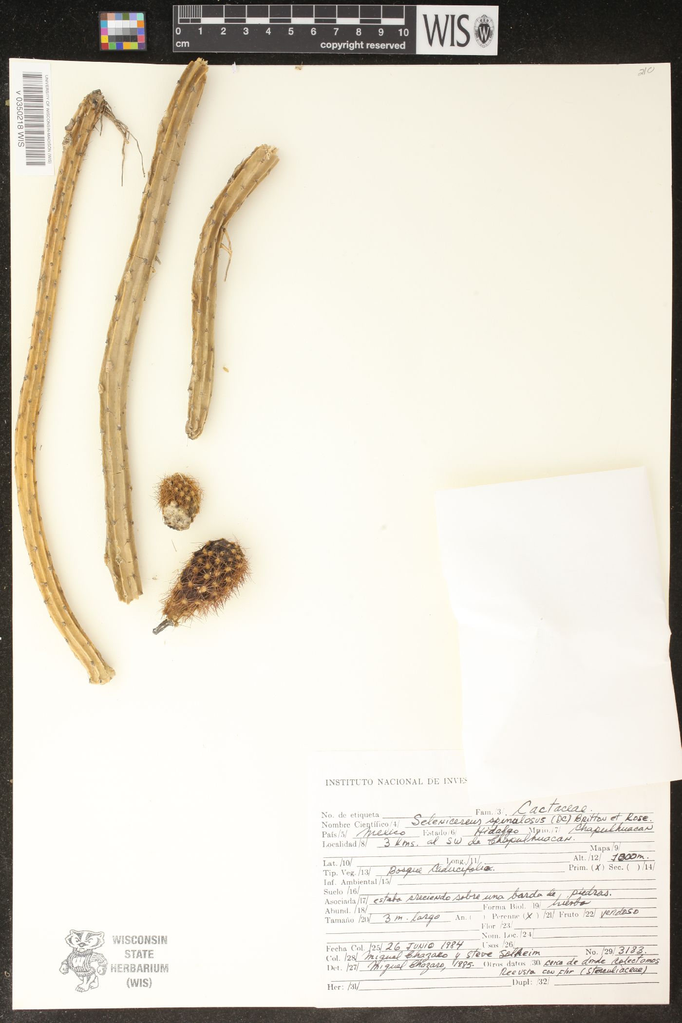 Selenicereus spinulosus image
