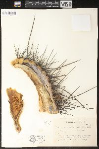Echinopsis atacamensis subsp. pasacana image